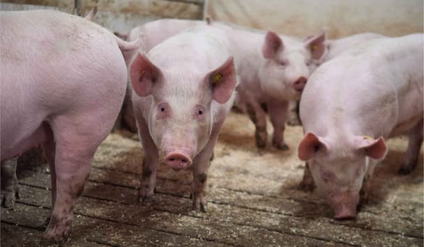 A-healthy-start-results-in-high-survival-rates-and-better-feed-efficiency-1