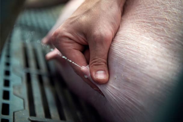 DanBred-sow-nursing-capacity