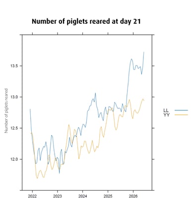 More-piglets-reared-910x1024