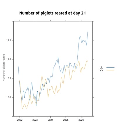 More-piglets-reared-910x1024