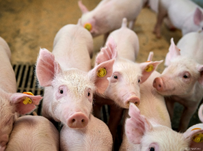 danbred arra with piglets