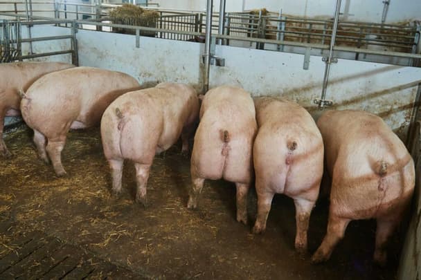 knowledge_breeding-stock_1-1024x683