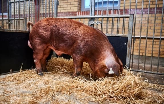 danbred-duroc (1)
