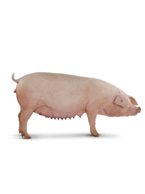 landrace-form