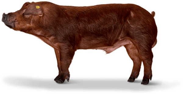 Duroc