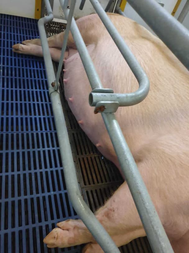 savannah_pork-3