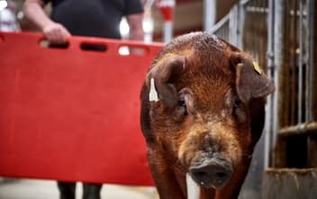 DanBred-Duroc-is-bred-for-business