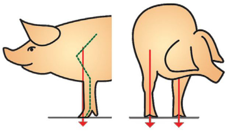 an example of good conformation score in front legs