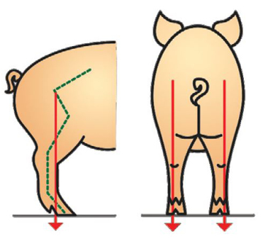 an example of good conformation score in hind legs