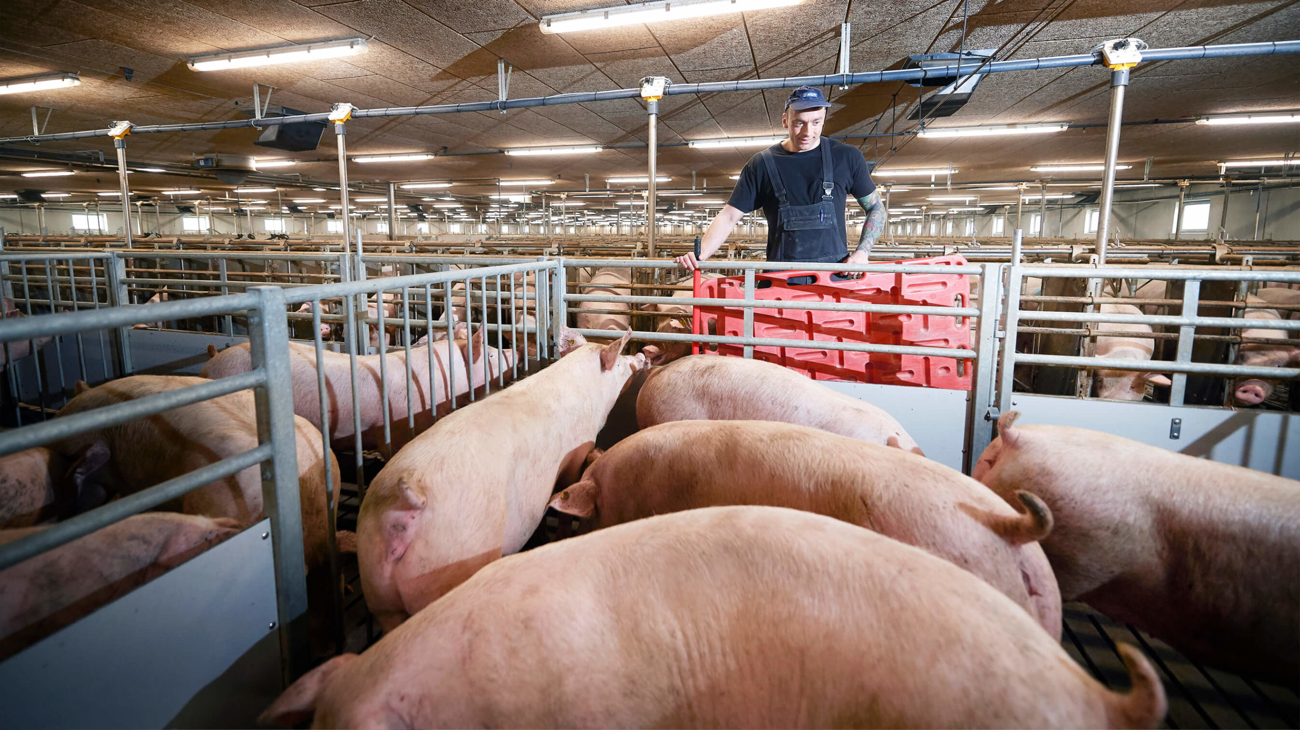moving of pigs