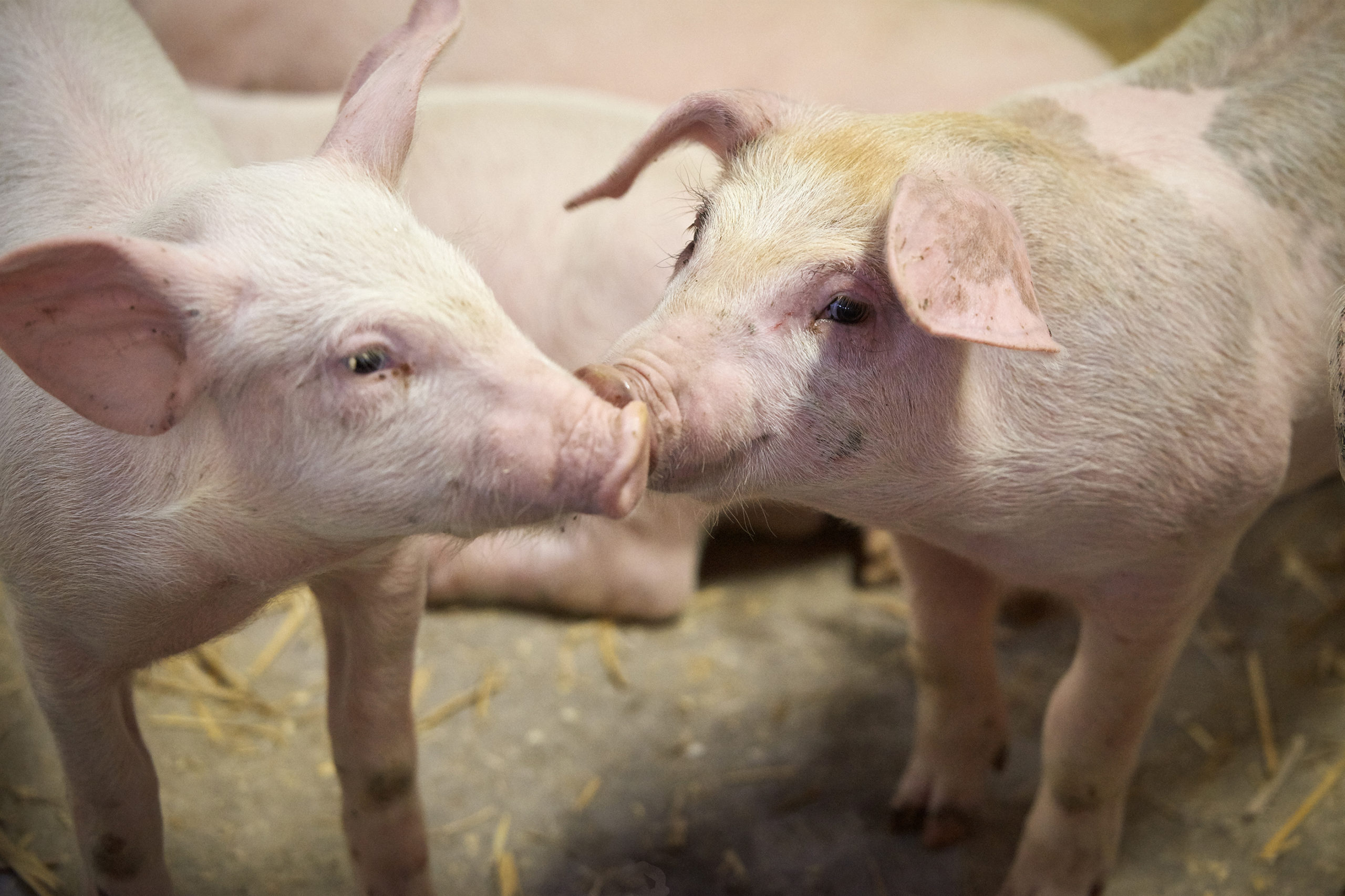 Breeding For Social Pigs Improves Finisher Performance DanBred