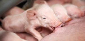 Newborn piglets nursing