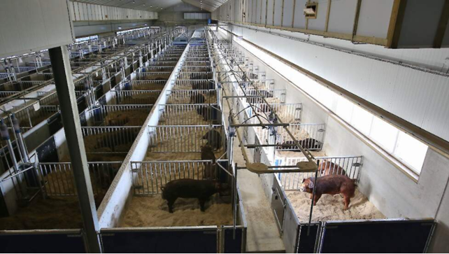 The new barn at Klasse Ki provides space for 220 breeding boars. Image: Susan Rexwinkel