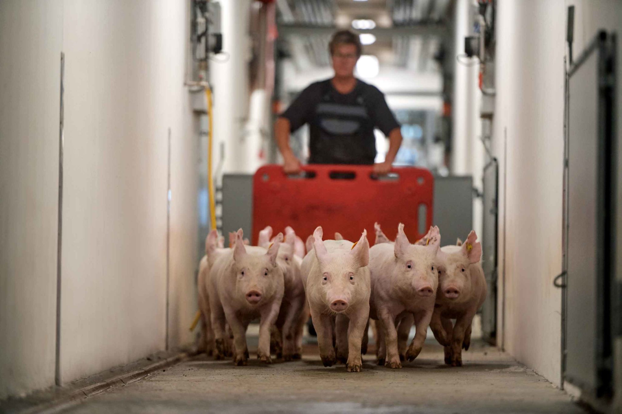 Who we are | DanBred