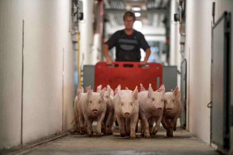 Who we are | DanBred