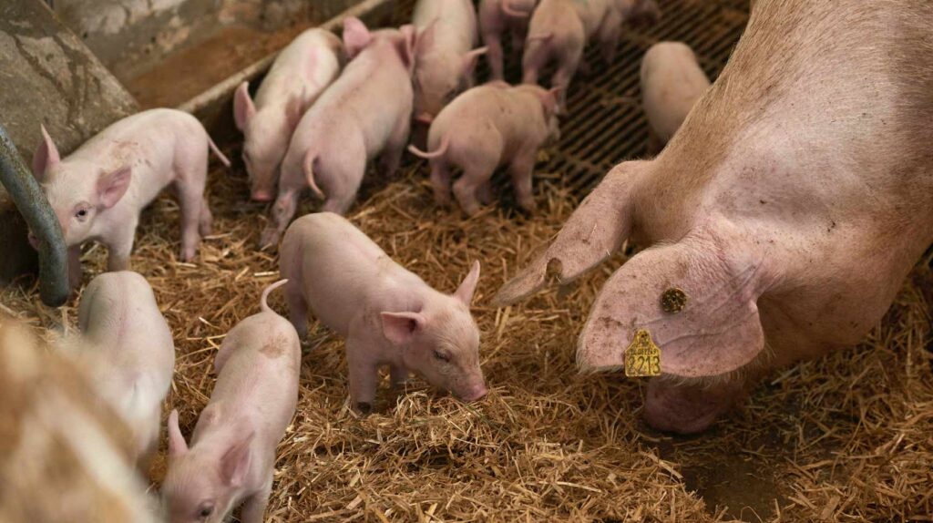 pig production breeding progress