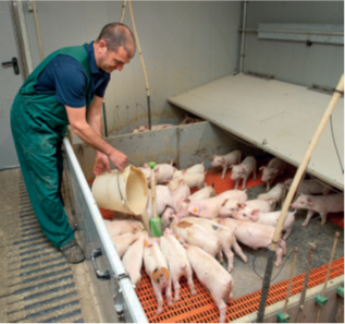 essential growth for weaning piglets