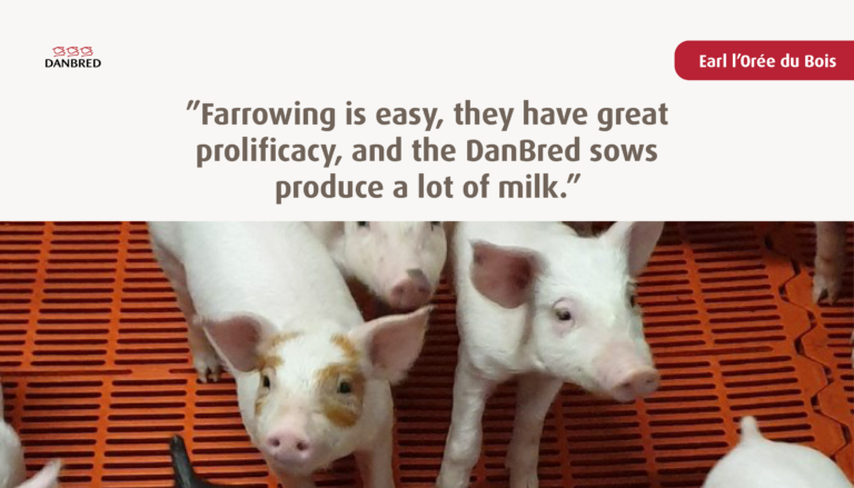 farrowing pigs
