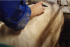 Picture 2  Illustrates how to bring the hand vertically up to the spine in a straight line from the rear point at the last rib.