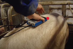 Picture 4  Illustrates the measurement of the backfat thickness at the point P2 by holding the scanner perpendicular to the skin, which has been applied to vegetable oil to give a good contact between the scanner head and the skin. There are three layers of fat on a sow. The three dots show that all 3 fat layers are measured and the backfat thickness in mm can be read.