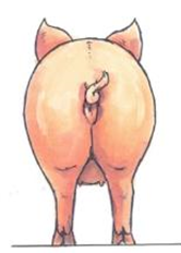 Fat  ≥ 15 mm backfat