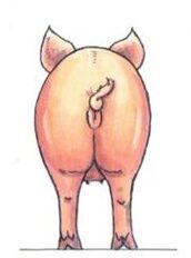 Normal  12-14 mm backfat