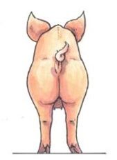 Skinny  ≤ 11 mm backfat