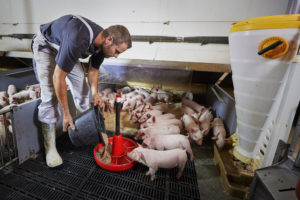 Feed efficiency contributes to a sustainable pig production