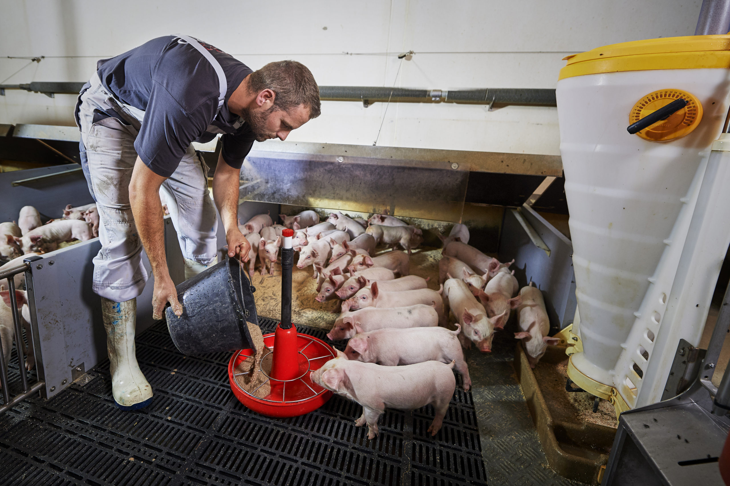 Fodereffektivitet bidrager til en bæredygtig griseproduktion