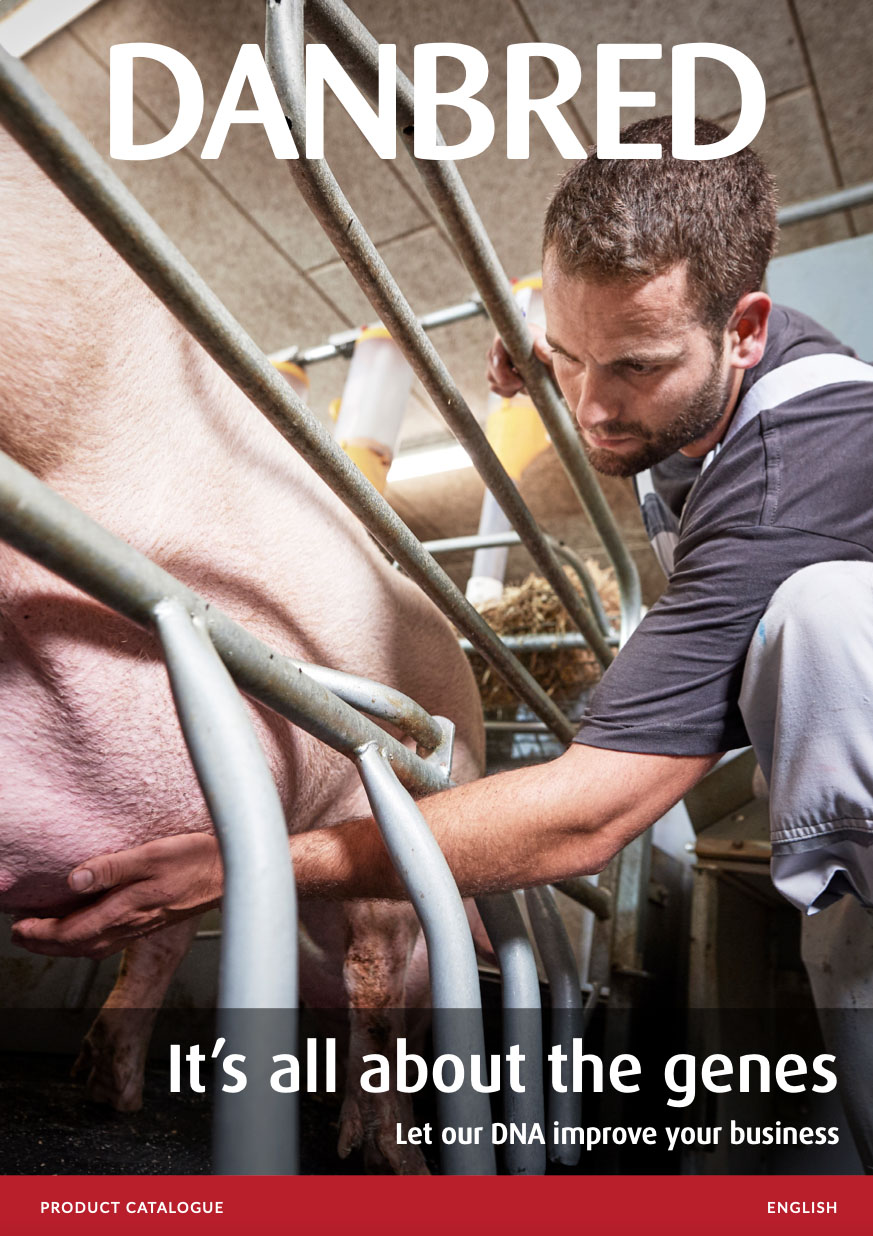 Maximise the potential of your pig production with DanBred | DanBred