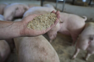 Increase piglet survival with the right feeding strategy