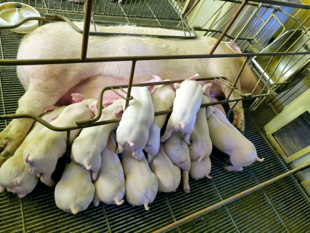 Litter of piglets at Folhados Farm