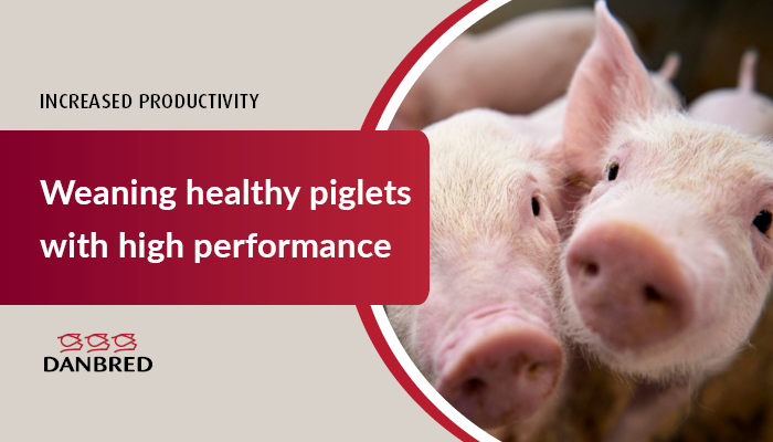 weaning healthy piglets