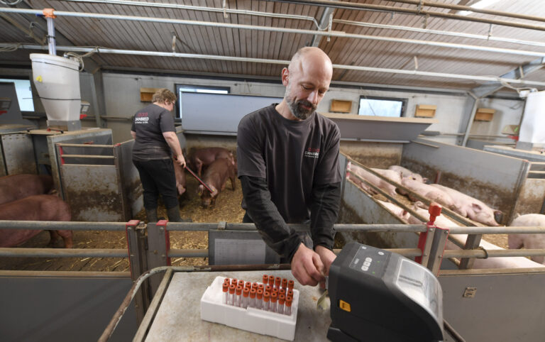 DanBred boar testing station Bøgildgård