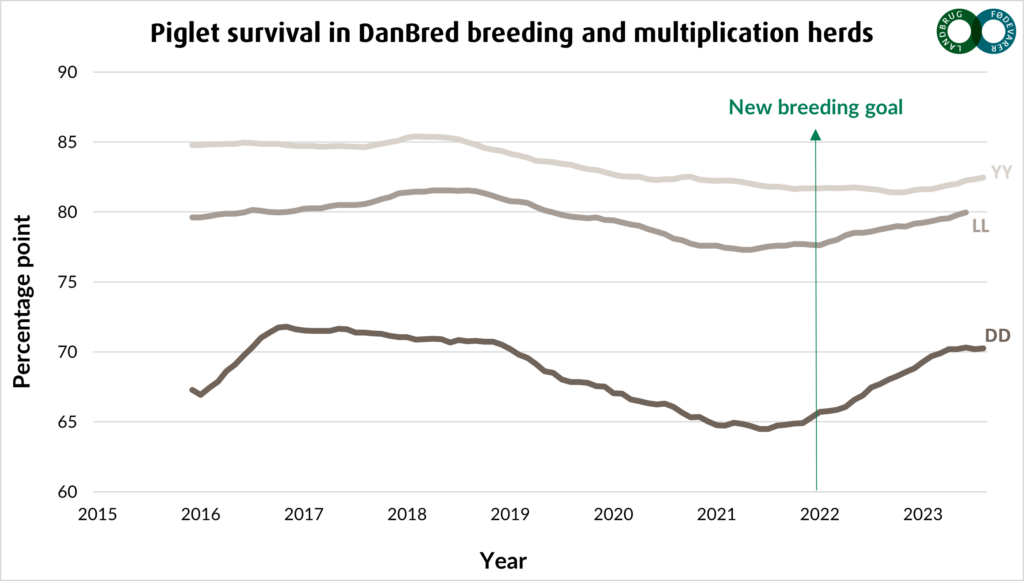 Increase in piglet survival in DanBred breeding and multiplication herds
