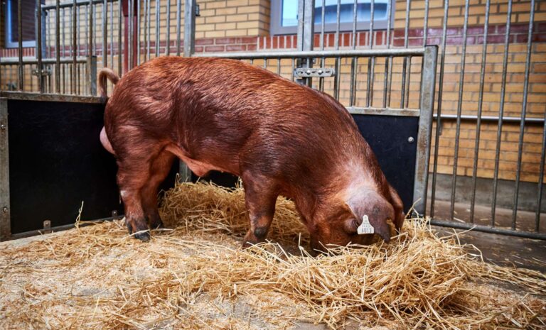 Feeding boars for improved longevity and lifetime productivity | DanBred