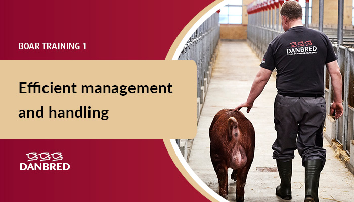 Boar training 1 - efficient management and handling | DanBred