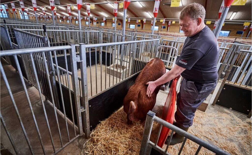 DanBred boar training