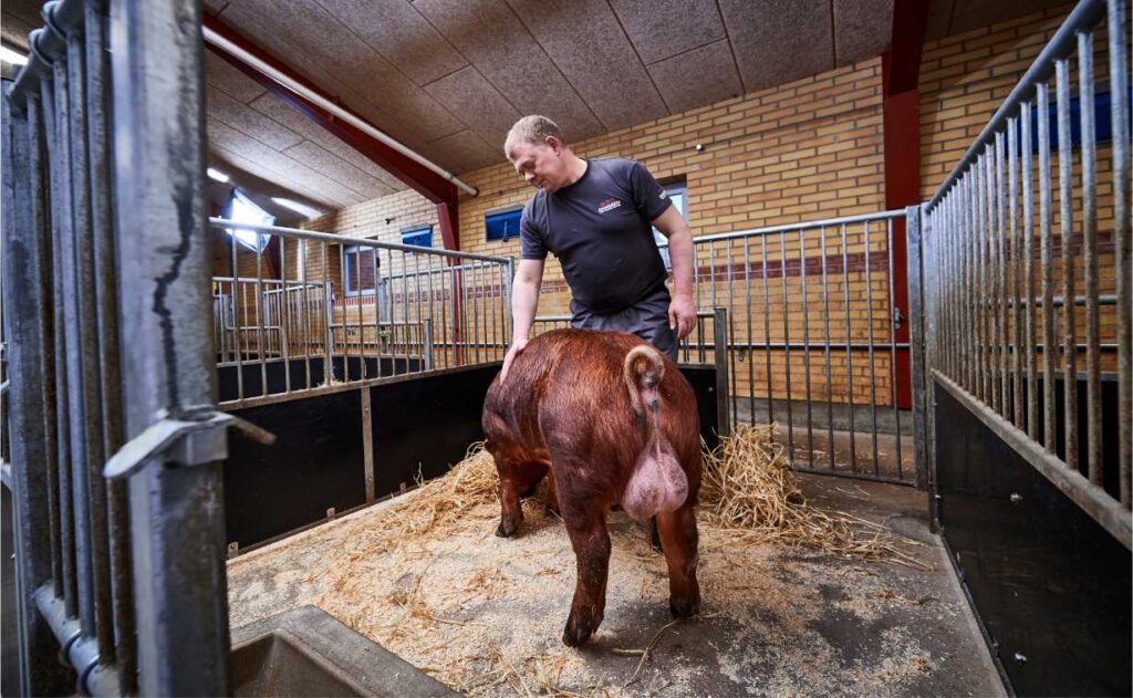 DanBred boar training