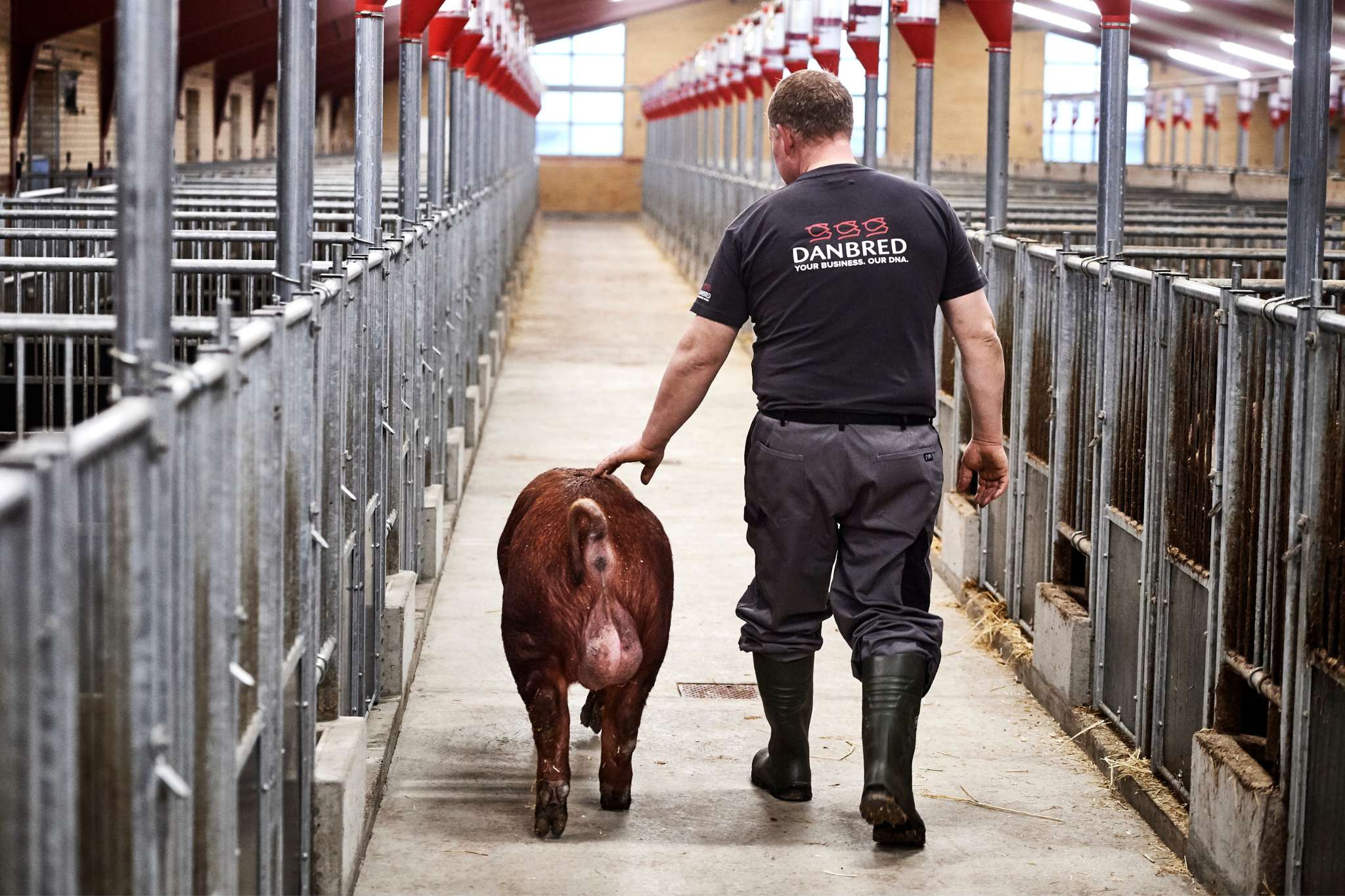 Boar training 1 - efficient management and handling | DanBred