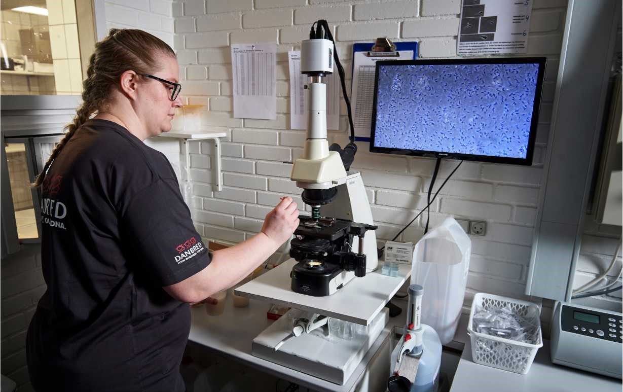 Boar training 2 - evaluation of the boar | DanBred